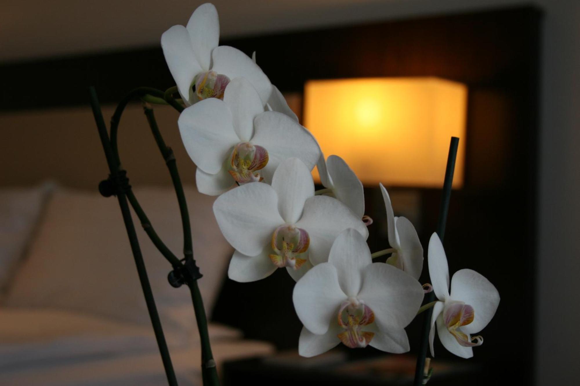 Hotel Western 4*